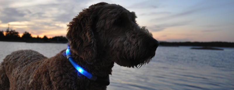 Glowdoggie LED Collar