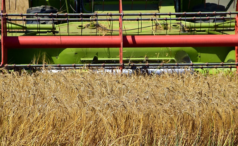 Grain-harvest-min