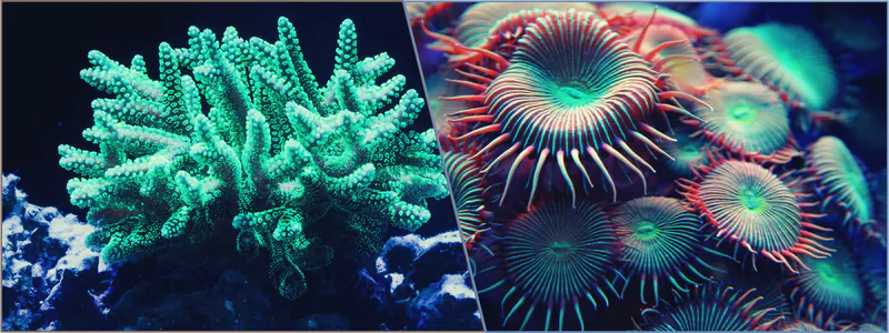 Discover How 3D Printing Can Be Harnessed to Save Coral Reefs