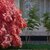 Facade of a Japanese Maple