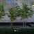 Facade of a Japanese Maple